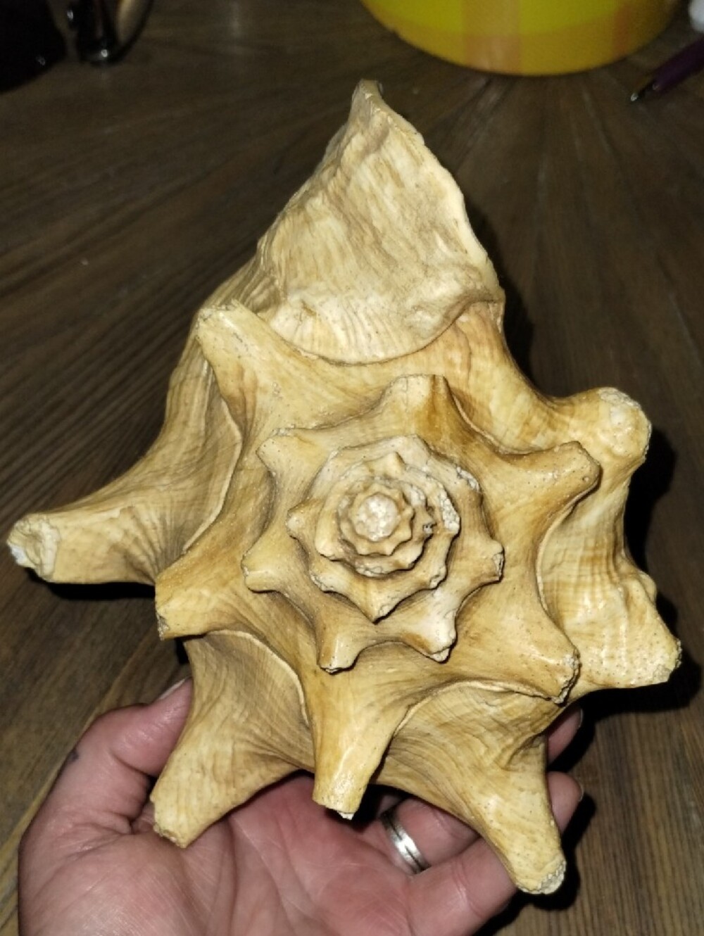 Real Sea Shell.. Large In Size - Picture 4 of 5